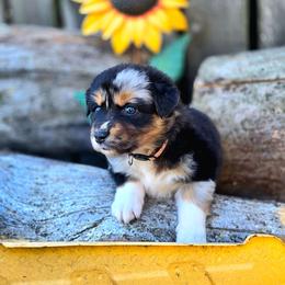 Blair - Blue merle female Australian Shepherd puppy in Salem, Oregon from Steady Aim Aussies