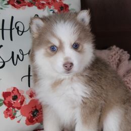 Amber - Lavender female Pomsky puppy in Albany, Indiana from Hatz Off Puppies