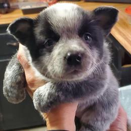 Full mask True Blue - Blue speckled female Australian Cattle Dog puppy in Lenoir, North Carolina from Blue Coyote Ranch