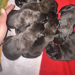 AKC girl 1 - Gold brindle female Dutch Shepherd puppy in Hastings, Minnesota from Century Hills Farm