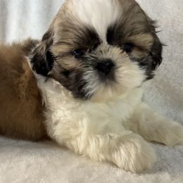 Cosmo - Gold and white male Shih Tzu puppy in Winston Salem, North Carolina from Little Miracles Shih Tzu