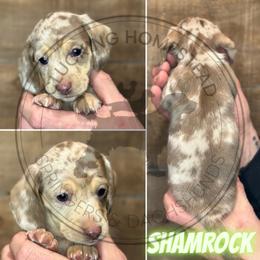 Shamrock - Chocolate and cream male Dachshund puppy in Fond Du Lac, Wisconsin from Clucking Homestead Springers & Dachshunds