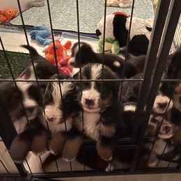 Bernese Mountain Dog Puppies from Alpen Daydream Bernese