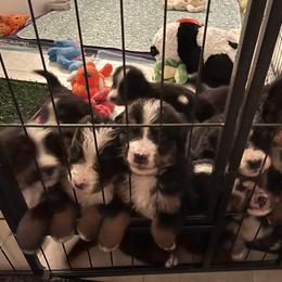 Bernese Mountain Dog Puppies from Alpen Daydream Bernese