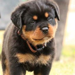 Rottweilers from Von Muntz Rottweilers