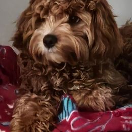 Gus - Cavapoo