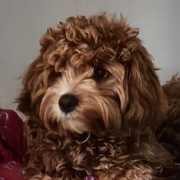 Gus - Cavapoo