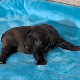 Tamera - Liver female Miniature Schnauzer puppy in Lufkin, Texas from Texas Lil Cowdogs