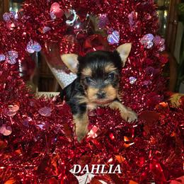 DAHLIA - Black and tan female Yorkshire Terrier puppy in Eastpointe, Michigan from TLC Kennels TenderLittleCuties