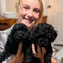Beige Boy - mini black abstract - Black male Whoodle puppy in Kalispell, Montana from Countryman Whoodles