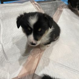 Reggie (light blue collar) - Black and tan male Pembroke Welsh Corgi puppy in New Richmond, Wisconsin from 10 Mile Creek Farms