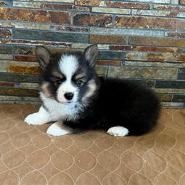 Boy2 - Black and tan male Pembroke Welsh Corgi puppy in Visalia, California from VIP Stables