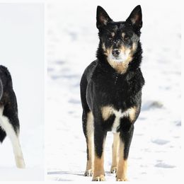 Lapponian Herder puppies from Maalattu Koirankoppi Lapponian Herders