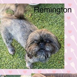 Remington - Shih Tzu
