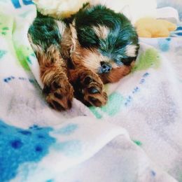 Yorkshire Terrier Puppies from Twilights Yorkies FL