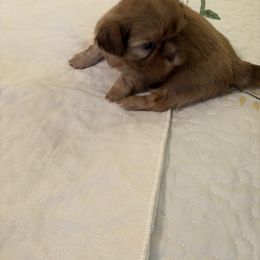 Nelson - Liver male Shih Tzu puppy in Buffalo, New York from Irish Eyes ShihTzu