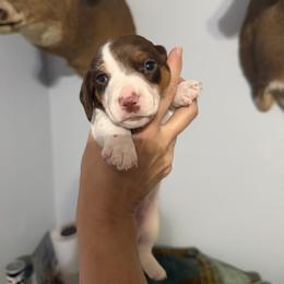 Remington - Chocolate and tan male Dachshund puppy in Erie, Michigan from Champagne’s Grinch Toe’d Dachshunds