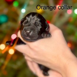 Boy 4 - Black male Labrador Retriever puppy in Brooksville, Florida from Lonestar Labradors C&E