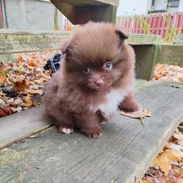 Hermione - Chocolate female Pomeranian puppy in Albany, New York from K&A Shetlands Sheepdog's and Pomeranian's