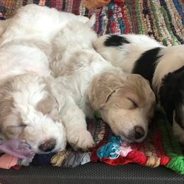 Assorted Doodle Crosses, Aussiedoodles, Bernedoodles, Cavapoos, Cotons de Tulear, and Goldendoodles from Scenic City Doodles