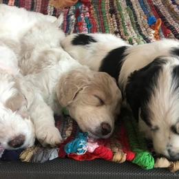 Assorted Doodle Crosses, Aussiedoodles, Bernedoodles, Cavapoos, Cotons de Tulear, and Goldendoodles from Scenic City Doodles