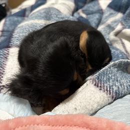 Cavalier King Charles Spaniel Puppies from Willow Creek Cavaliers