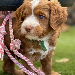 Australian Labradoodle Puppies from Cascade Canyon Labradoodles