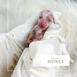 H O N E Y - Red  female Goldendoodle puppy in Cedar City, Utah from Cedar Doodles- Home of the Teddybear Goldendoodle
