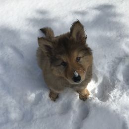 Native American Indian Dog Puppies from Seven Sisters Canids