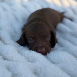 Missy - Chocolate female Dachshund puppy in Huffman, Texas from Alex's Dachshunds