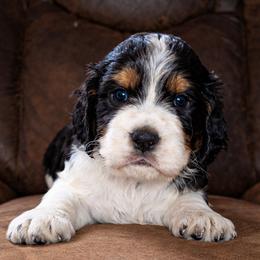 Augustus - Black white and tan male English Springer Spaniel puppy in Florida from Thunderbird Springers