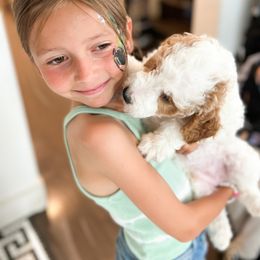 Bernedoodle, Goldendoodle, and Poodle Puppies from Teddy Doodles & Standard Poodles
