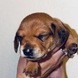 Neon - Red male Dachshund puppy in Albuquerque, New Mexico from Designer Dachshund Club
