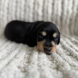 Jet - Black and cream male Dachshund puppy in Blackstone, Virginia from Dainty Dachshunds