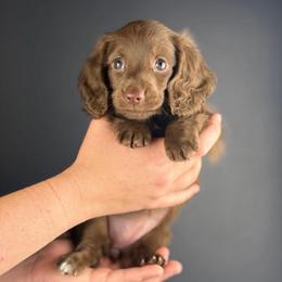 Nesta - Chocolate female Dachshund puppy in Huffman, Texas from Alex's Dachshunds