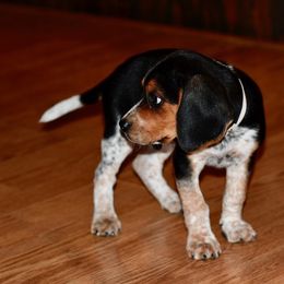Russell Terrier, Jack Russell Terrier, and Beagle Puppies from Mountain Top