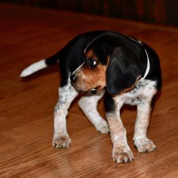 Russell Terrier, Jack Russell Terrier, and Beagle Puppies from Mountain Top
