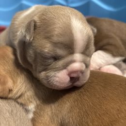 Lilac Male 3 - Lilac male Boston Terrier puppy in Mc Donough, Georgia from Ballard Boston Terriers