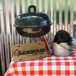 Cane Corso Puppies from Smokehouse Cane Corso