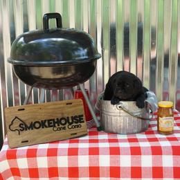 Cane Corso Puppies from Smokehouse Cane Corso