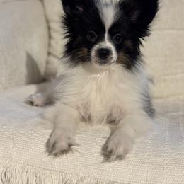 Papillon Puppies from Lena Cherkas