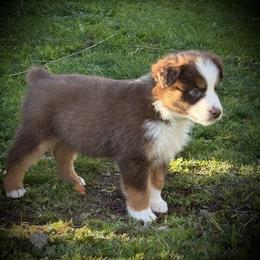 Toby - Red tri male Miniature Australian Shepherd puppy in North Lakeport, California from Wild Rose Ranch