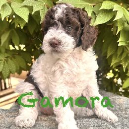 Gamora - Chocolate female Cavapoo puppy in Chelan, Washington from North Cascades Doodles