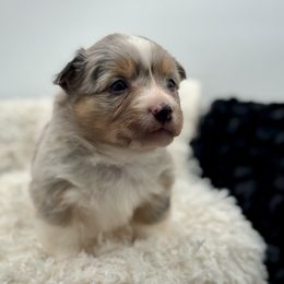 Tater-Black collar male - Blue merle and white male American Corgi puppy in Benjamin, Utah from Nuna’s  Corgis