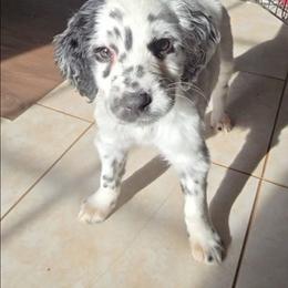 Halo - White and black female Dalmatian puppy in Janesville, Wisconsin from Legacy Dalmatians