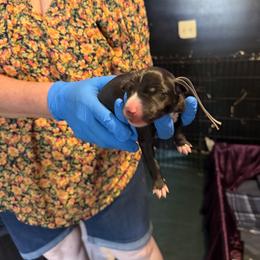 Grey Collar - Black and white female Greyhound puppy in Mesa, Arizona from ARK Greyhound Kennel LLC