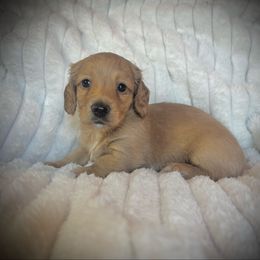 Paul - Cream male Dachshund puppy in Boerne, Texas from Maravillas Dachshunds LLC