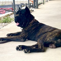 Bear - Cane Corso