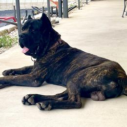 Bear - Cane Corso