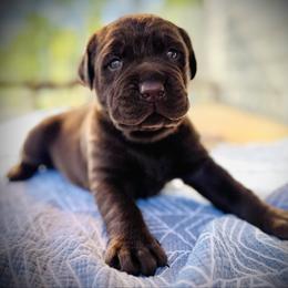 Moose-Orange Collar - Chocolate male Labrador Retriever puppy in Penn Valley, California from Pleasant Valley Creekside Ranch, LLC
